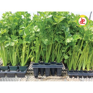 Hạt giống rau mùi tây