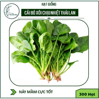 CẢI BÓ XÔI CHỊU NHIỆT THÁI LAN - 300 HẠT