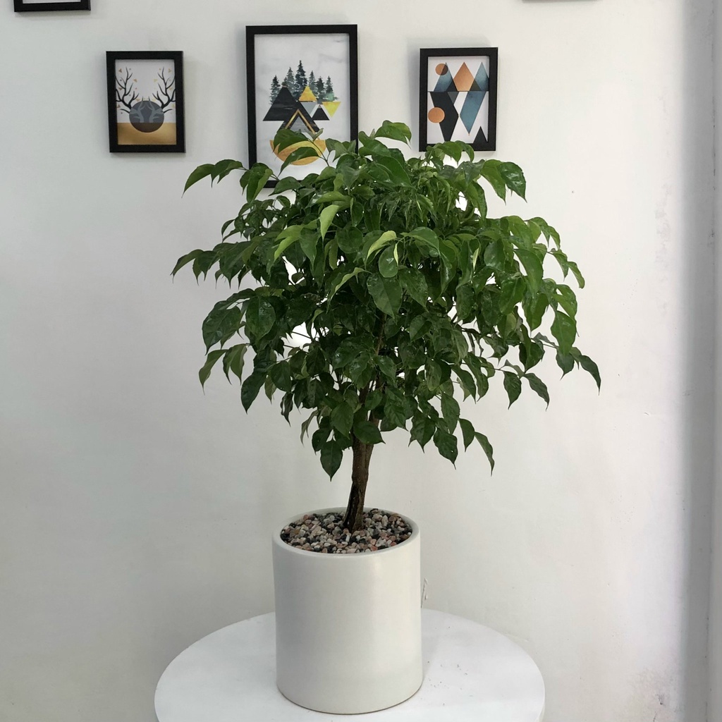 Cây Hạnh Phúc thân gỗ nội thất