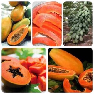 Combo 3 cây du đủ thái