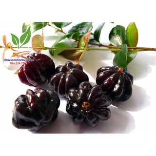 Surinam cherry độc lạ sắp ra trái