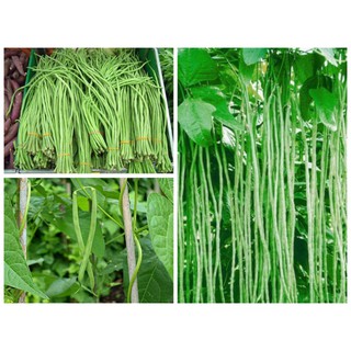 Hạt Giống Đậu Đũa F1 (20 Gr) - [MUA 3 TẶNG 1 CÙNG LOẠI] - Giòn, Ngọt, Dễ Trồng