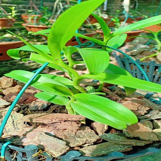 Hoa lan phi điệp - 5ct người đẹp bình dương(gieo hạt,cây năm 1,cao12cm)