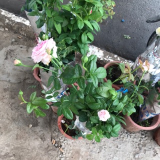 Cây hoa hồng mon ceur cao 70cm