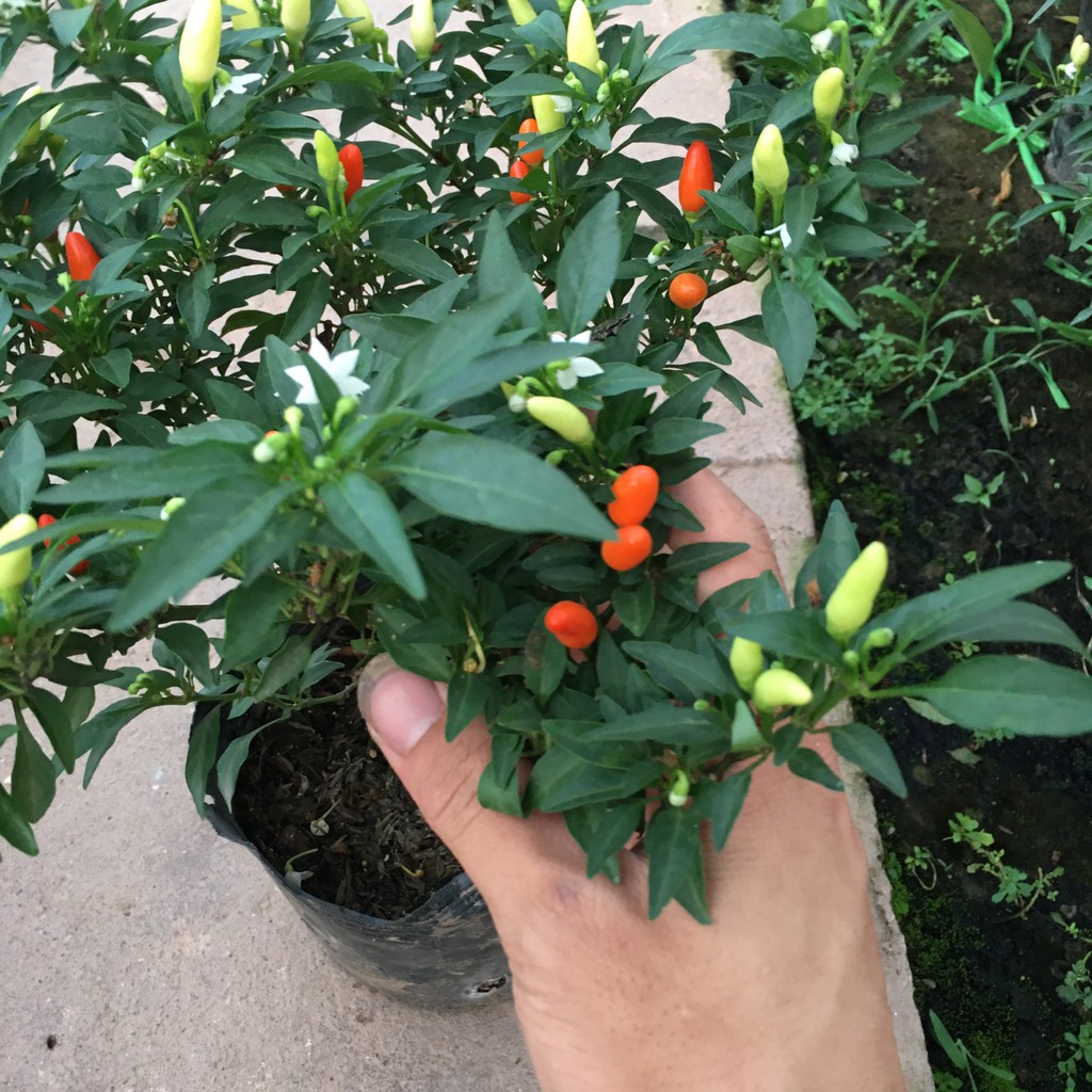 Cây Ớt Chỉ Thiên,Ớt cảnh Siêu Qủa,Siêu Cay