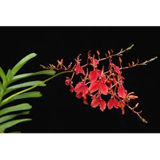 COMBO 5 CÂY GIỐNG LAN PHƯỢNG VỸ ĐỎ
