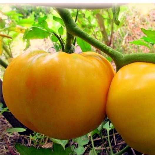 Hạt Giống Cà Chua Trái Tim Vàng 0.1gr