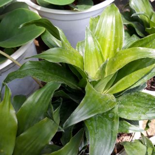🌸Cây Phát Tài Mỹ 🌸