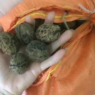 Macca 500gr