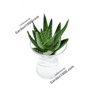 Cây lô hội thủy sinh (Cây nha đam thủy sinh)