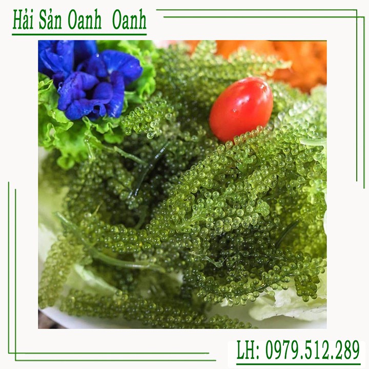 Tặng xốt  hương vị Nhật} 100gr Rong nho tách nước