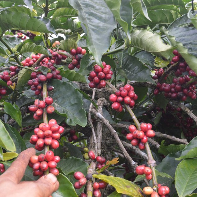 Cà phê nhân xanh chưa rang green bean