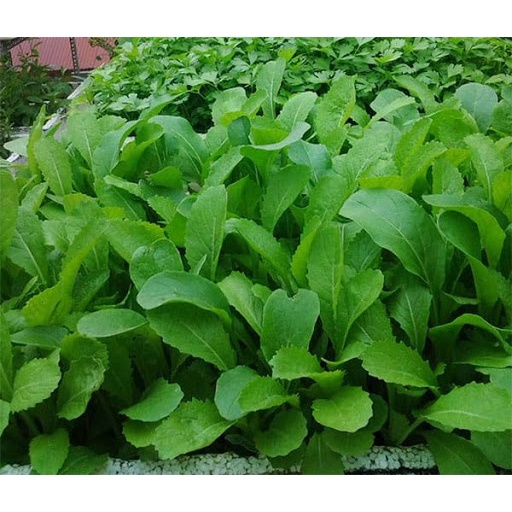 [20Gr, 50Gr] HẠT GIỐNG CẢI MƠ LÙN HOÀNG MAI (cây khỏe, thời gian thu hoạch nhanh 30 ĐẾN 35 NGÀY, không đắng)
