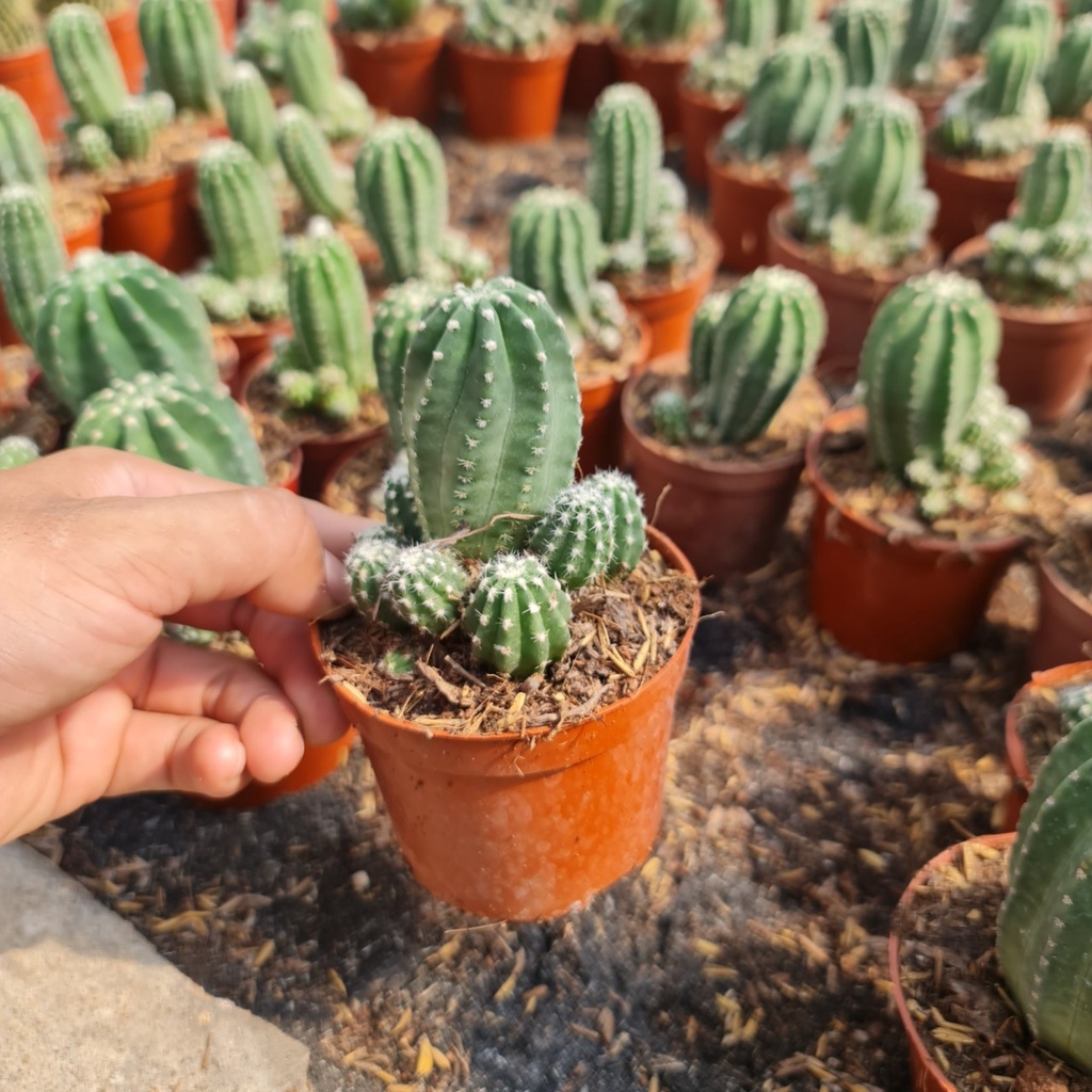 CÂY XƯƠNG RỒNG ECHINO ,, phong thuỷ để bàn mini GIÁ RẺ, lọc không khí, Cây Tươi Nguyên CTN0620