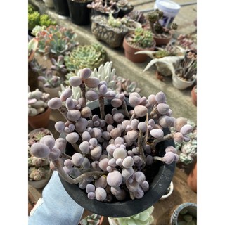 Sen đá sỏi Hồng bụi siêu tròn (như hình)