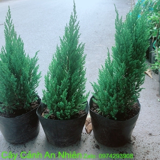 Sơn Tùng 60cm (tính cả bầu)