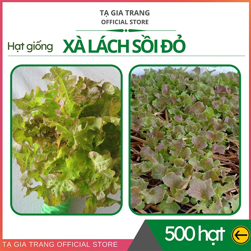 [Bán sỉ] - Hạt giống rau xà lách Oakleaf lá sồi đỏ (sồi tím)