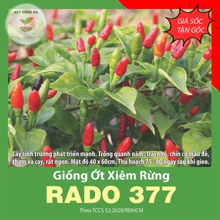 Hạt giống Ớt xiêm rừng dễ trồng, ăn thơm ngon , cay nồng dễ chịu