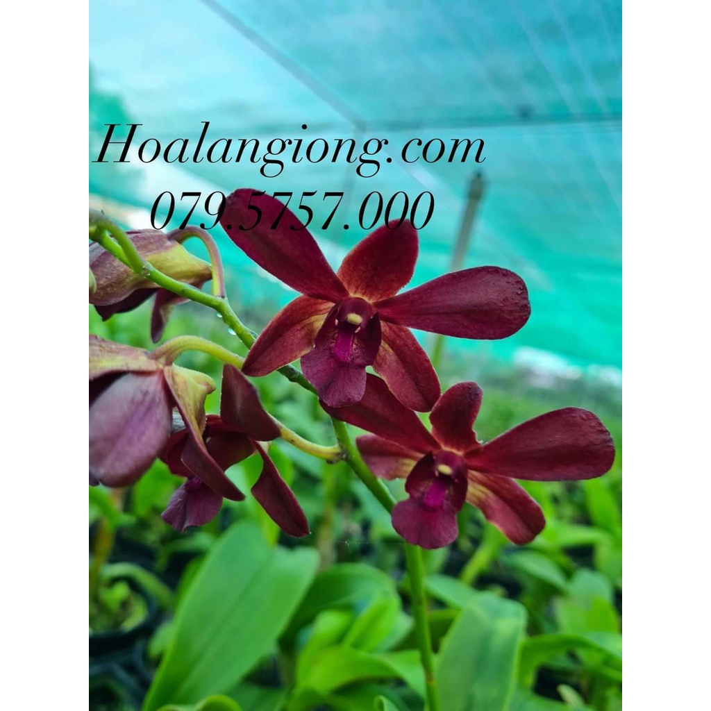 HOA LAN DENRO CỜ ĐỎ XỔ CHỚP 5%