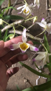 Phong lan Ngọc Thạch 3 màu