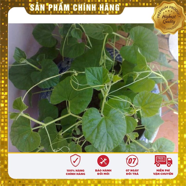 Hạt giống Bầu Sao F1năng suất cao (2 gram)