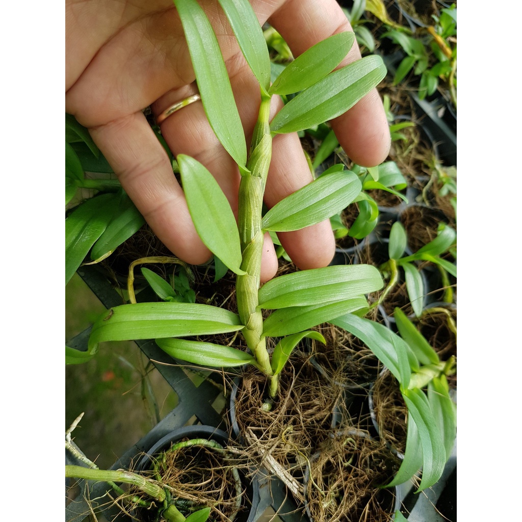 [Siêu Sale] combo 10 loại giã hạc đăkgle, chugiangsin, easo,....