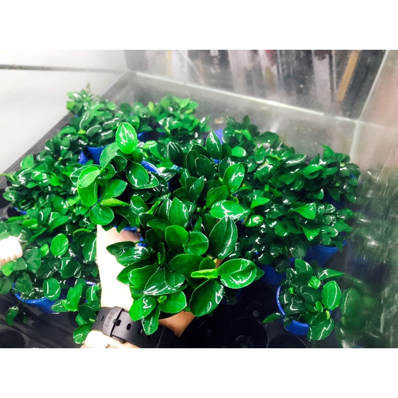 Cây Ráy Thủy Sinh Nana Mini Japan - Anubias Nana Mini Japan