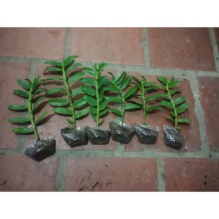 Phi điệp (giả hạc) 5 cánh trắng phú thọ gieo hạt