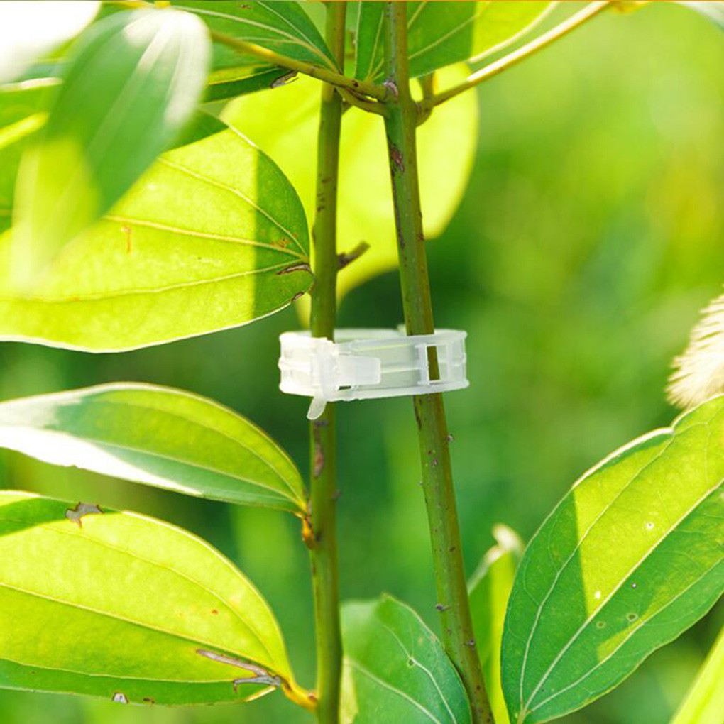 Set 100 Kẹp Hỗ Trợ Trồng Cây Leo Tiện Lợi