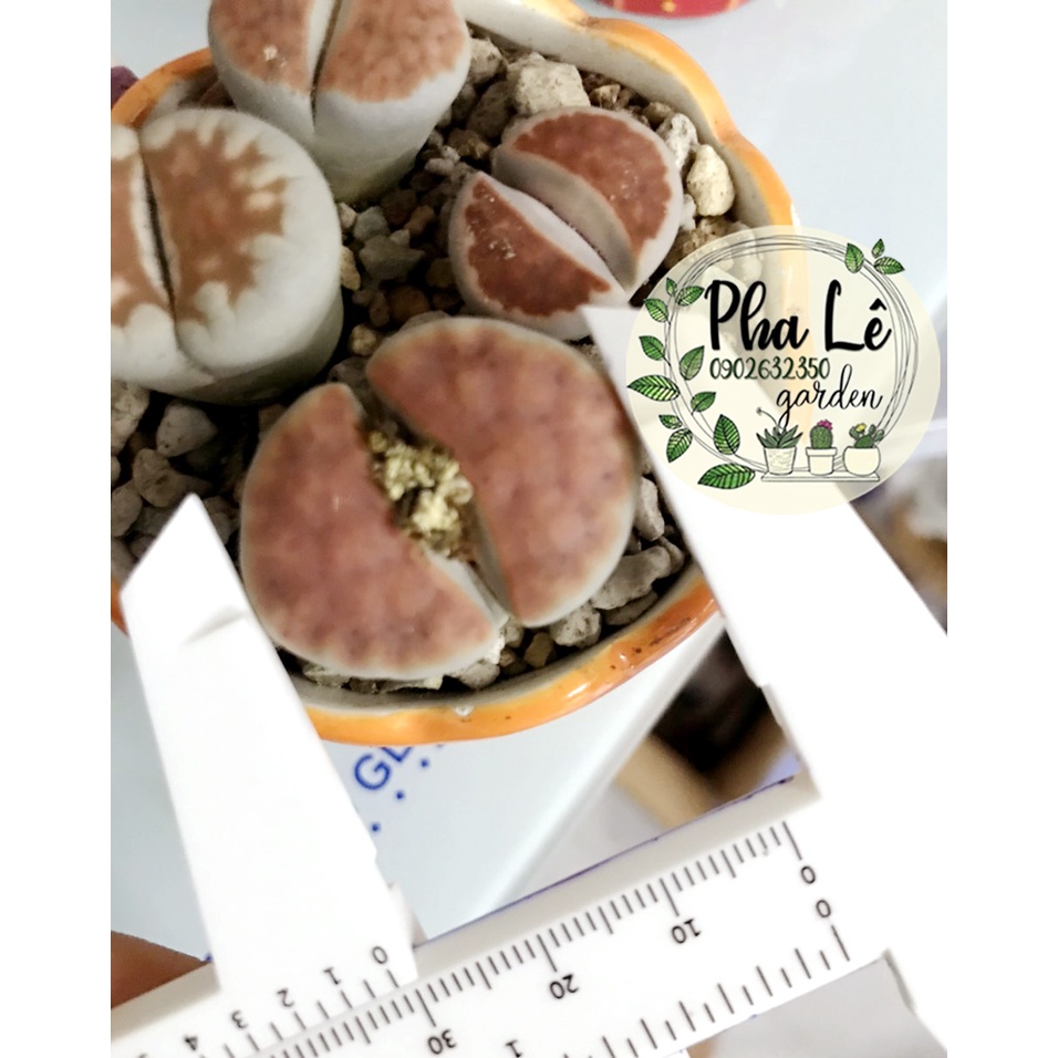 sen mông topred 1cm-3cm, giá tại vườn/ lithops