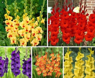 Củ hoa lay ơn đà lạt