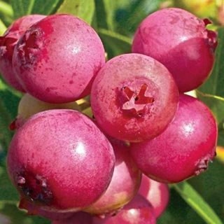 Hạt giống việt quất đỏ - 30 hạt - STHG