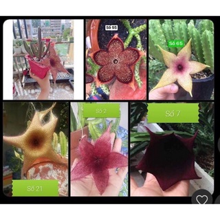 6 loại hoa to, mỗi loại 1-2 nhánh