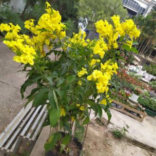 Cây giống chuông vàng