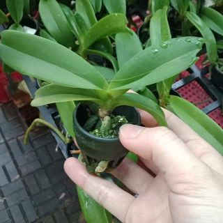 Compo 10 ngọc điểm giống