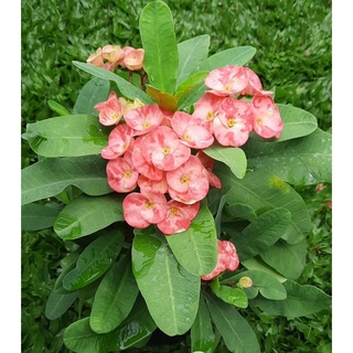 Xương rồng bát tiên hồng hạnh đốm C7