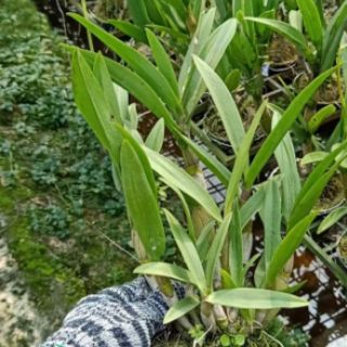 Hoa lan dendro nắng lá trúc đang nụ