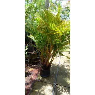 Chậu Cau lụa Đài Loan