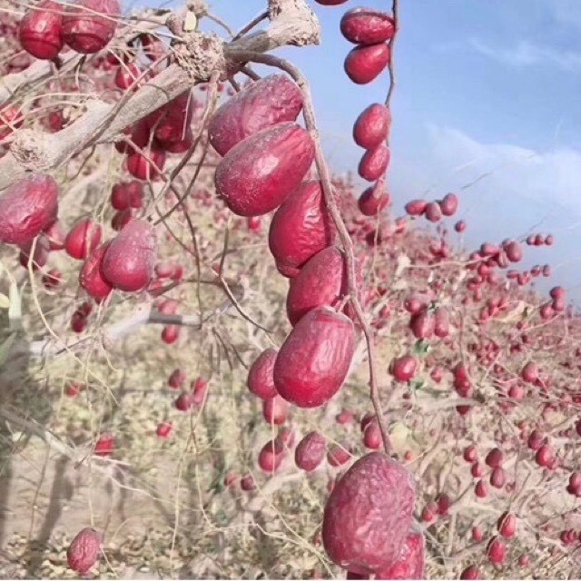 1KG TÁO TÀU ĐỎ TÂN CƯƠNG TRUNG QUỐC