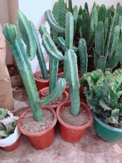 Xương Rồng Size Đại