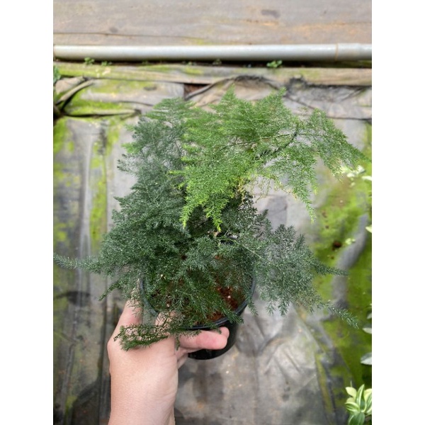Chậu cứng Kim thuỷ tùng - Asparagus fern