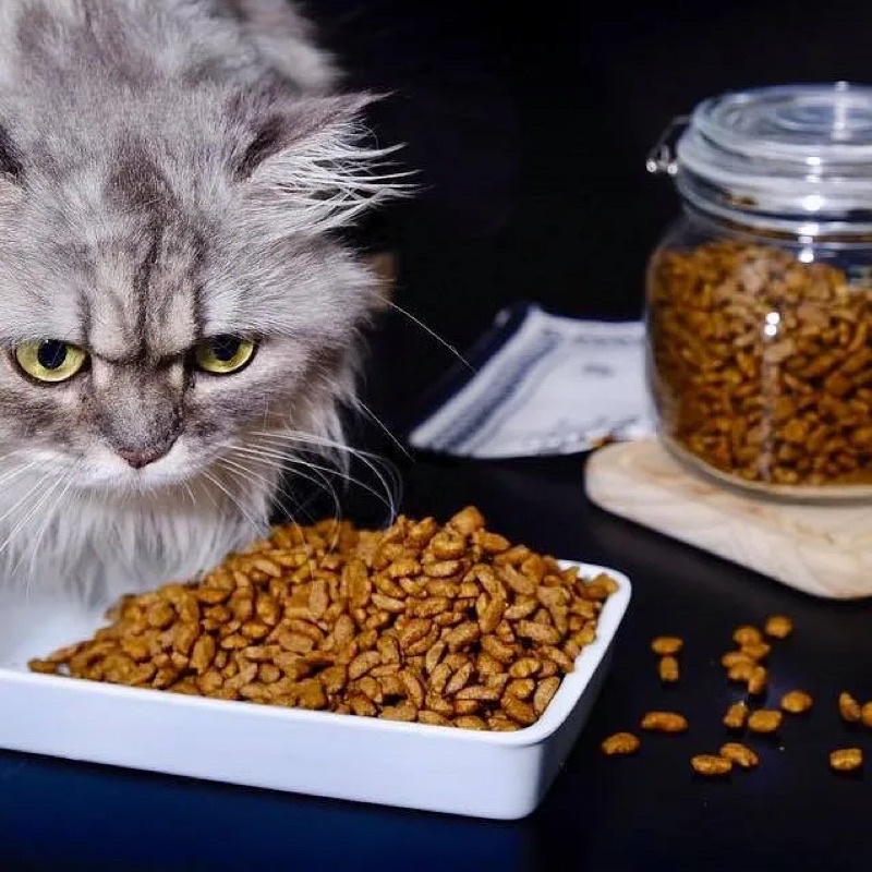 Thức ăn hạt khô cho mèo cao cấp Hàn Quốc Catsrang / Hạt Cat’s eye/Reflex