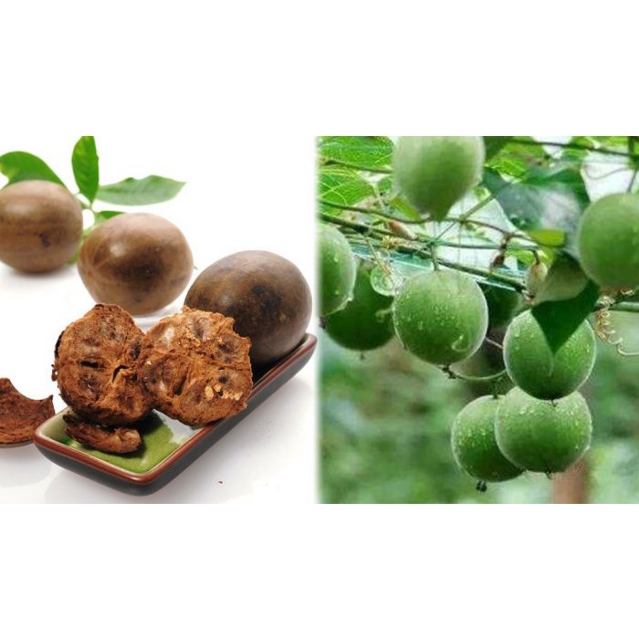 Gói 30 Quả La Hán Hàng Đẹp Loại 1 Quả To Già Ngọt Chắc - Tây Sơn Food