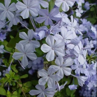 Chậu cây thanh xà - Plumbago auriculate