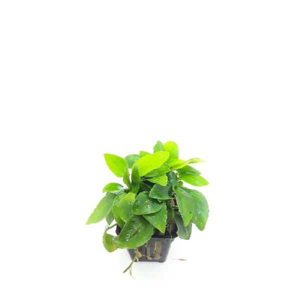 Ráy lá vàng - trầu bà vàng cây thủy sinh dễ trồng