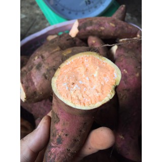 Khoai Lang Mật