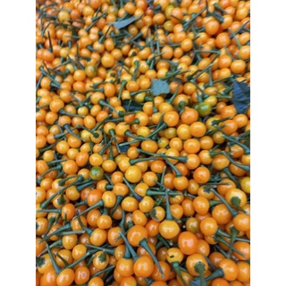 115 quả ớt Aij charapita