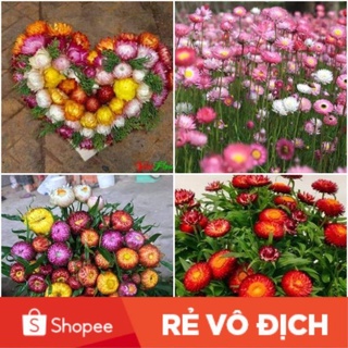 ( sỉ, lẻ) 200H hoa cúc bất tử nhiều màu siêu nảy mầm 😍❤️NẢY MẦM CỰC ĐỈNH 😍♥️hoa quanh năm