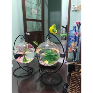 Combo bể cá mini 22 ( Tặng kèm phụ kiện trang trí )