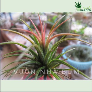 Cây không khí Kim Yến mini
